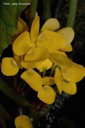 B. erectocaulis